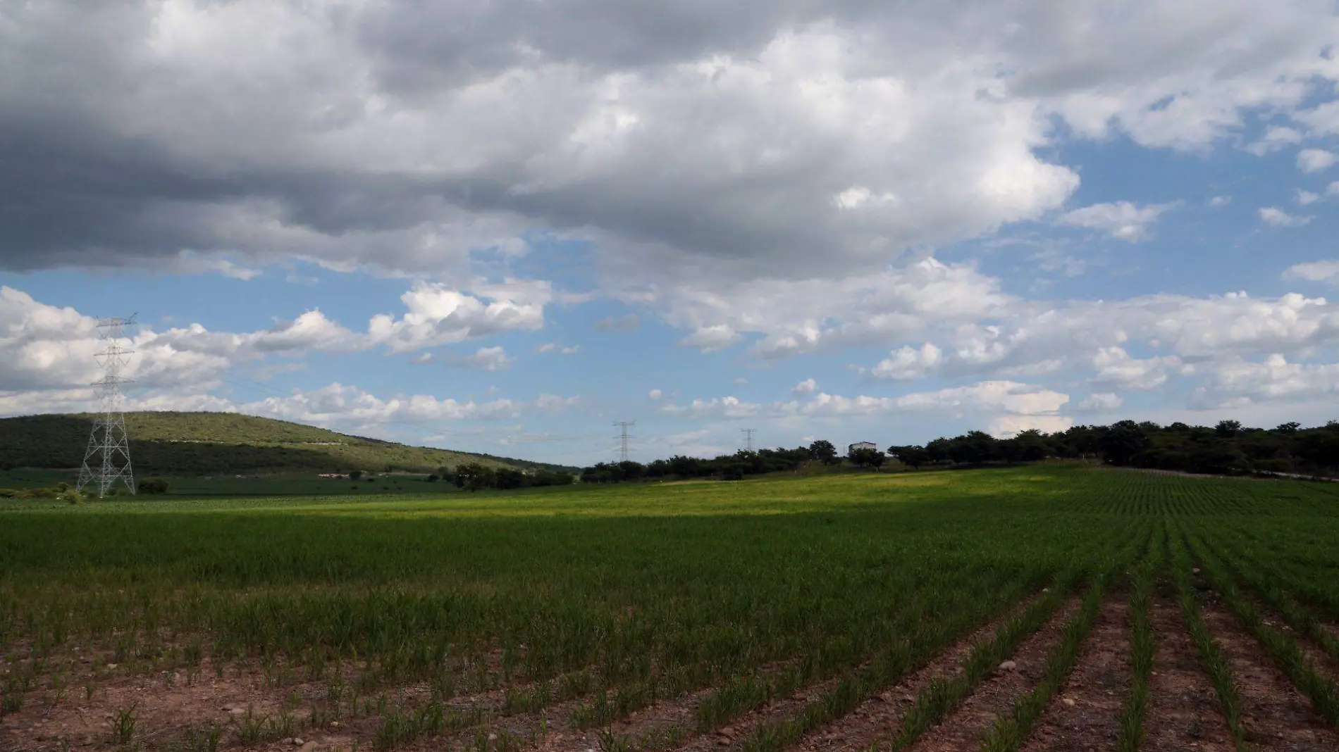 664499_Anenecuilco Sembradío Sorgo 2_web